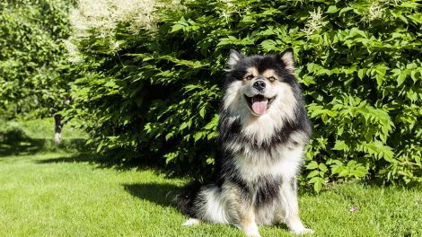 Tandbørstning Hunde pleje & fodring