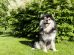 Tandbørstning Hunde pleje & fodring