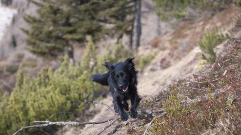 Feromoner Hunde generelt