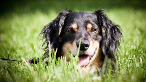 Overvægt Hunde pleje & fodring