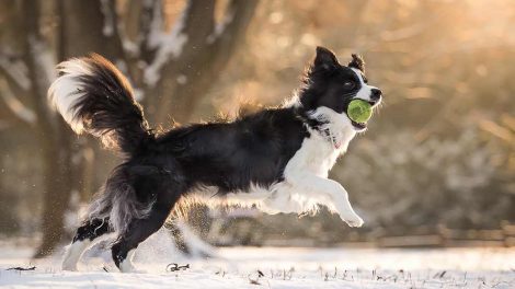 Malabsorption Hunde sygdomme