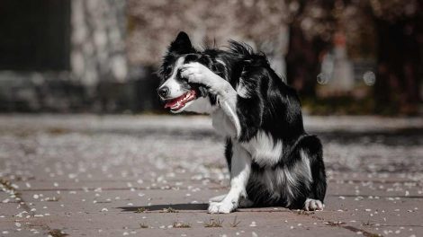 Cherry eyes Hunde øre- & øjenlidelser