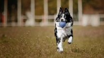 Giardia Hunde sygdomme