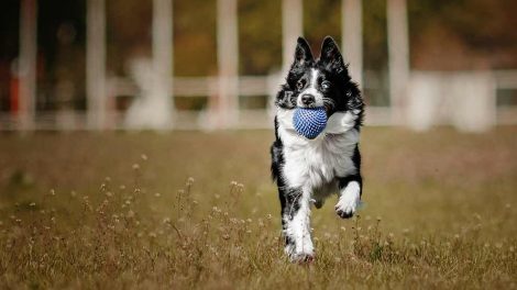 Giardia Hunde sygdomme