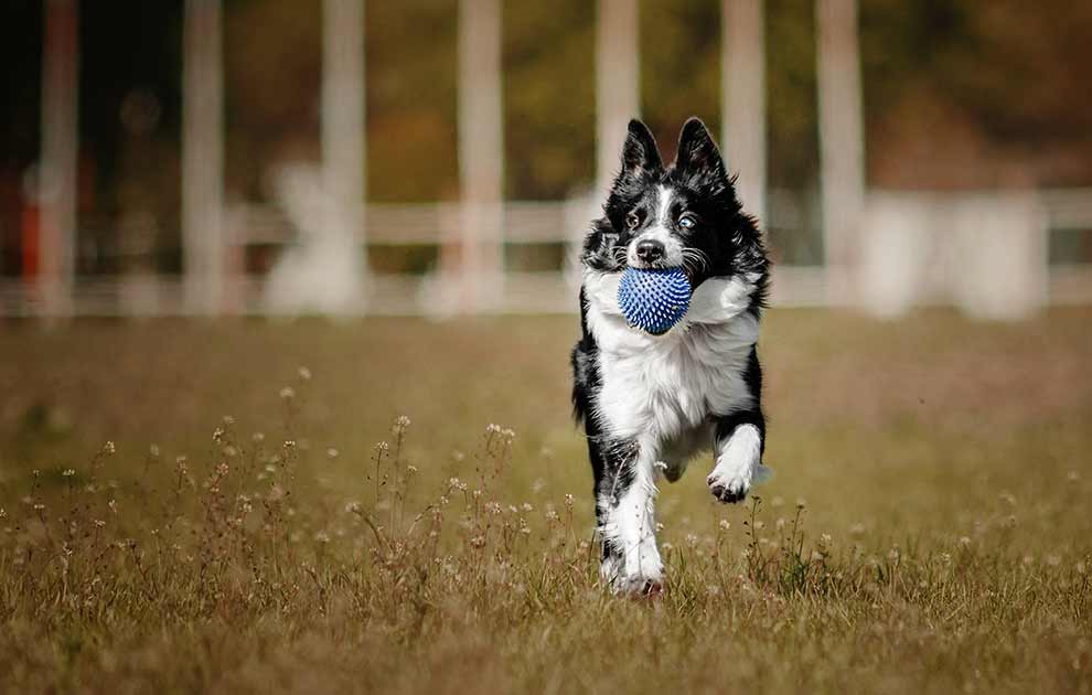 Giardia, Dyrlægevagten