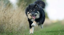 Fedtsvulst Hunde sygdomme