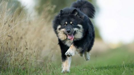 Fedtsvulst Hunde sygdomme