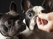 Kan hunden t&aring;le m&aelig;lk?, Dyrl&aelig;gevagten
