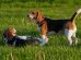Panodil tabletter Hunde generelt