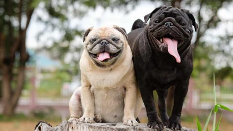 Rødt øje-tåreflåd Hunde øre- & øjenlidelser