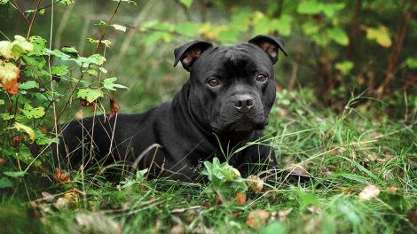 Sædbank Hunde fødsler