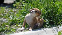Høreevnen Hunde øre- & øjenlidelser