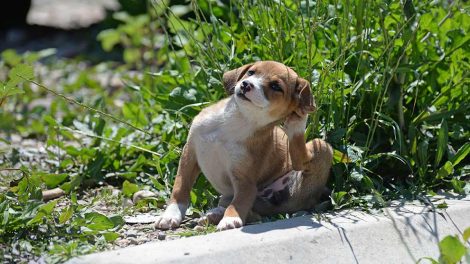 Høreevnen Hunde øre- & øjenlidelser