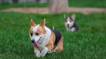 Leukæmi Hunde sygdomme