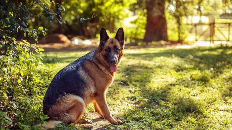Mælkekirtelsvulst Hunde hudproblemer