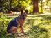 Mælkekirtelsvulst Hunde hudproblemer