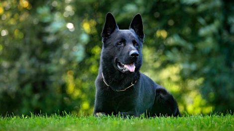 Tandsten Hunde sygdomme