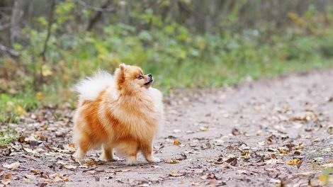 Spolorm fra hund til menneske Hunde sygdomme