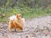 Spolorm fra hund til menneske Hunde sygdomme