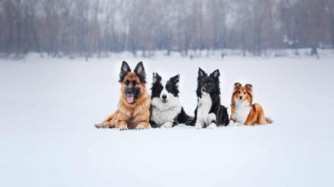 Er hunden drægtig Hunde fødsler