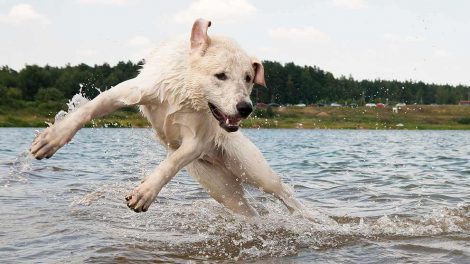 Blærehalskirtlen Hunde sygdomme