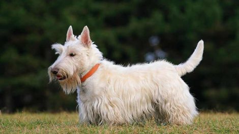 Vask af hund Hunde pleje & fodring