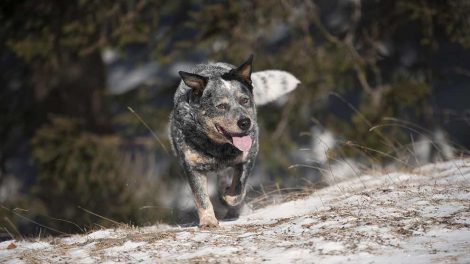 Nyfødt hvalp Hunde fødsler