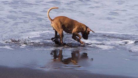 Skedebetændelse Hunde sygdomme