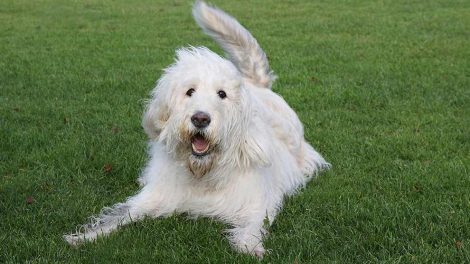 Loppebekæmpelse Hunde hudproblemer