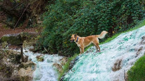 Kemoterapi Hunde sygdomme