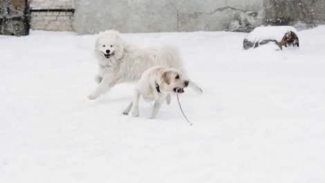 Skedekathar Hunde sygdomme