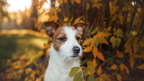 Hvem ejer hunden? Hunde generelt