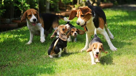 EU - Pas Hunde generelt