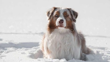 Potesår Hunde førstehjælp