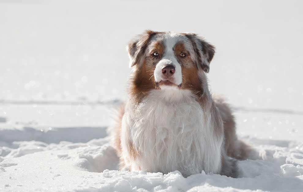 Potesår, Dyrlægevagten