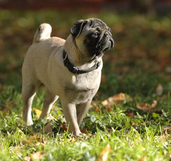 Opkastning Hunde generelt