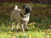 Opkastning Hunde generelt