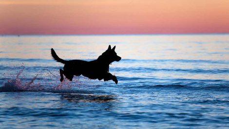 Osteochondrose Hunde sygdomme