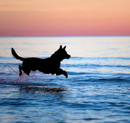 Osteochondrose Hunde sygdomme