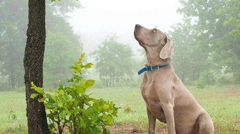 Schweisshunde Hunde generelt