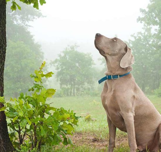Schweisshunde Hunde generelt