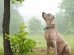 Schweisshunde Hunde generelt