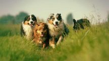 Pica Hunde generelt