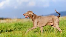 Herreløs eller bortløbet Hunde generelt