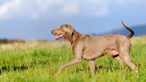 Herreløs eller bortløbet Hunde generelt