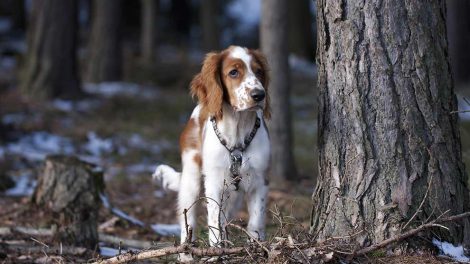 Tandkødsbetændelse. Hunde sygdomme