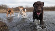 Inkontinens Hunde sygdomme