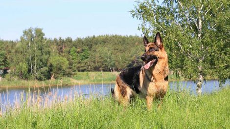 Skovflåter-behandling Hunde sygdomme