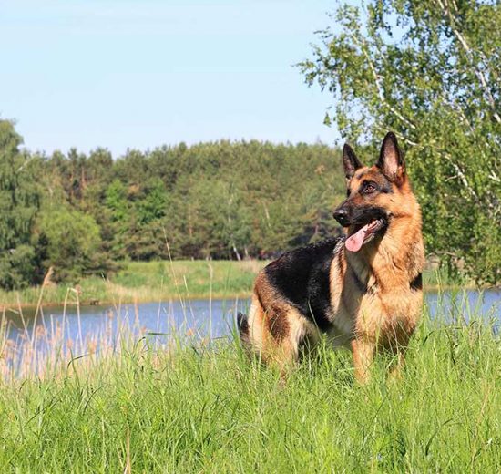 Skovflåter-behandling Hunde sygdomme