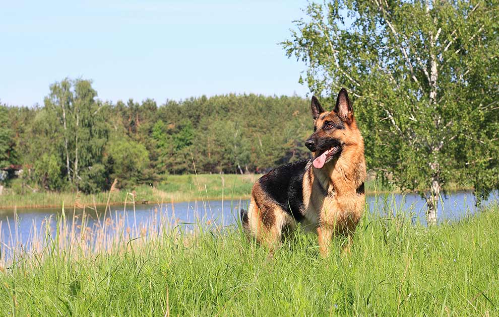 tang Udgangspunktet Sui Skovflåter-behandling - Hunde sygdomme - Dyrlægevagten